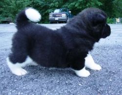 akita puppy for sale