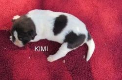 DNA tested Akita puppies for sale