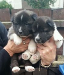 Akita Pups For Adoption .