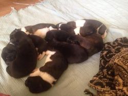 Puppys Akita\'s For Sale.