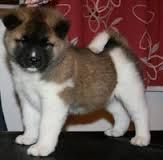 Charming Akita Puppies Loookig For New Home