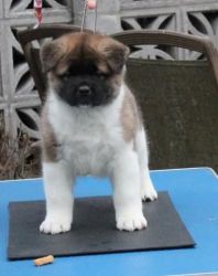 Akita Pups For Sale
