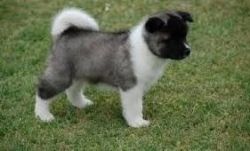 Good Neutered male and female akita pupps for sale