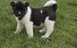 Champion Blood Lines Akita puppies now available
