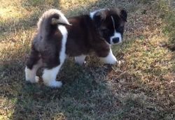 Lovely Akita puppies ready now