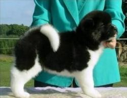 Cute Female And Male Akc Akita Puppies For Sale