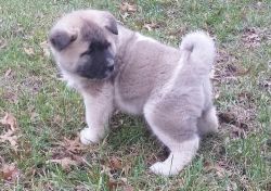 Great Akita Puppies for sale