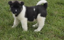 Charming Akita puppies for a new hope .