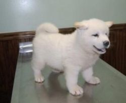 Cute And Lovely Akita Puppies For Sale