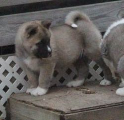 Akita puppies for ale