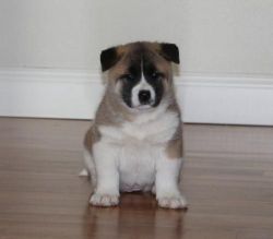 American Akita puppies for sale