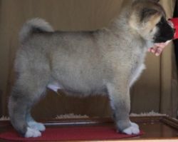 Health guarantee Akita puppies for sale