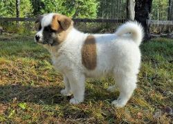 Nice looking Akita puppies for sale