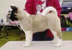 Quality Female and Male Akita Puppy