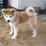 Well bred, pedigree and show quality Akita puppies