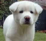Verry Cute Akita Puppies For Re-home