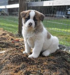 Gordiouse male and female Akita puppies for sale