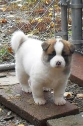 Amazing Male And Female Akita Puppies For Sale