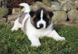 Sweet Akita Puppies Now Ready 4 Adoption