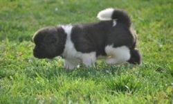 Quality Female And Male Akita Puppy For Sale
