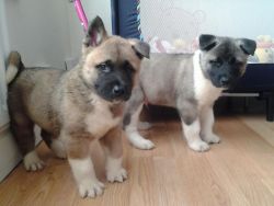 male and female dizzy Akita puppies for sale