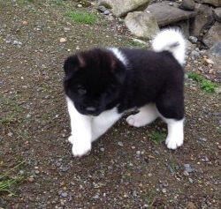 Chumzy Akita puppy on adoption..