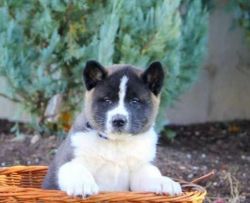 Magnificent Male/female Akita Puppies For Sale.
