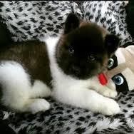 black an white akita puppy available now