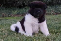 Akita for sale contact for more info