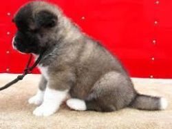 Akita male and female puppies forsale