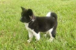 Akc Female And Male Akita Puppies For Sale