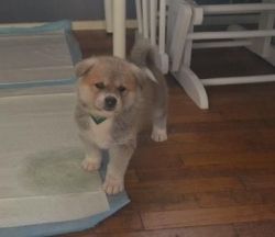 Japanese Akita Puppies for Sale