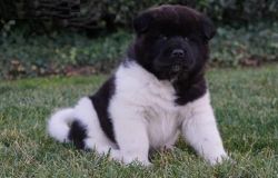Magnificent stunning black face male Akita