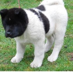 Good looking Akita puppies for sale