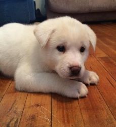 Adorable AKIta pups for sale