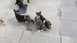 Champion Line Akita Puppies Available For Sale