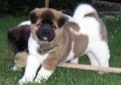 am given out my akita pups for sale