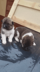 Akita Puppies Pure Breed Mini