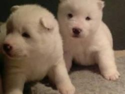 Beautiful Akita Puppies