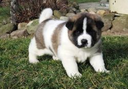 Cute and adorable Akita puppies for adoption