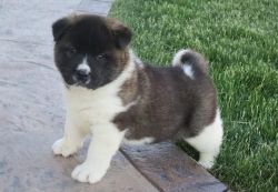 Home Trained Akita Puppies For Sale