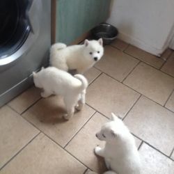 White Akita puppies for adoption