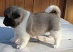 Healthy Akita Inu Puppies for Rehoming