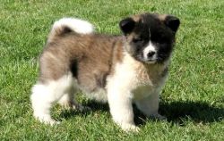 lovely akita puppies for sale