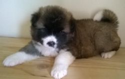 American Akita Puppies Share Tweet +1 Pin It