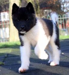 Absolutely Healthy Akita Puppy