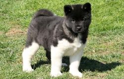 respectful Akita pup for sale