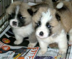 Healthy Akita Puppies For Adoption (xxx) xxx-xxx0