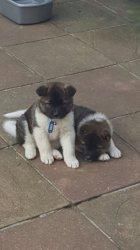 Akita Puppies Available. (xxx) xxx-xxx7