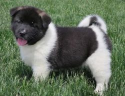 Just Akita Puppies for great homes